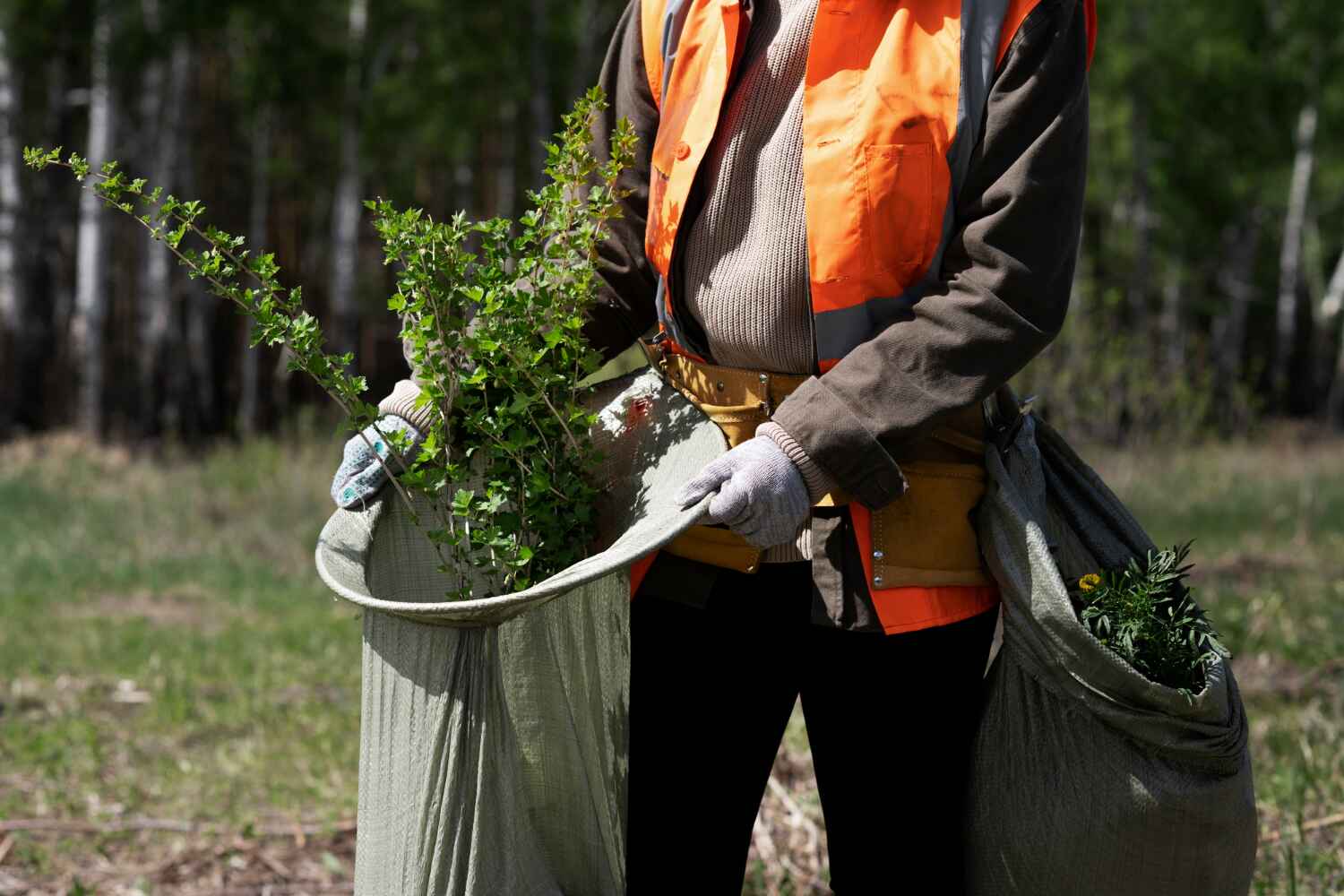 Trusted Fort Bliss, TX Tree Service Experts